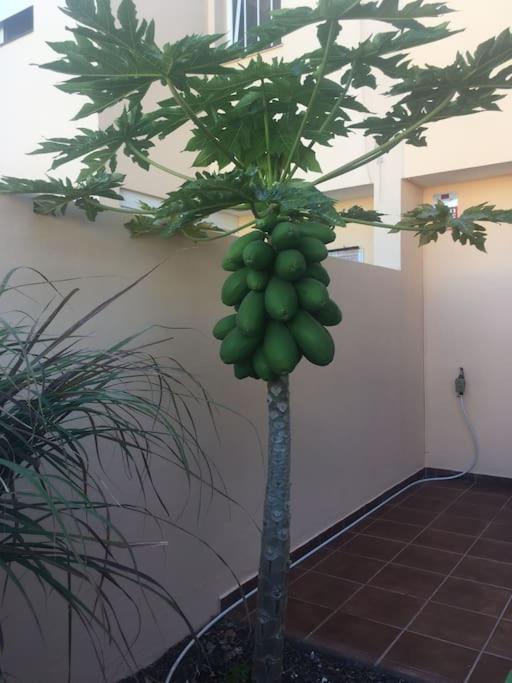 Independiente Estudio En Acogedora Casita De Mai Costa Adeje  Exteriör bild